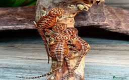 Bearded Dragon reptiles for sale: Insane Red Monster Bearded Dragon - Image 1