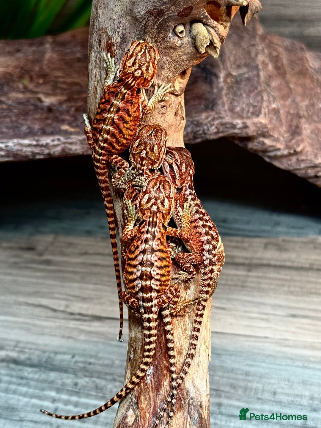 Bearded Dragon reptiles for sale: Insane Red Monster Bearded Dragon - Image 1