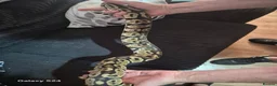 Python Snake reptiles for sale: Complete 4ft Vivexotic Stack & 4 Ball Pythons. in Chatham - Advert 15