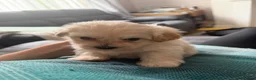 Shihpoo dogs for sale: Gorgeous shihpoo puppies for sale - Advert 11