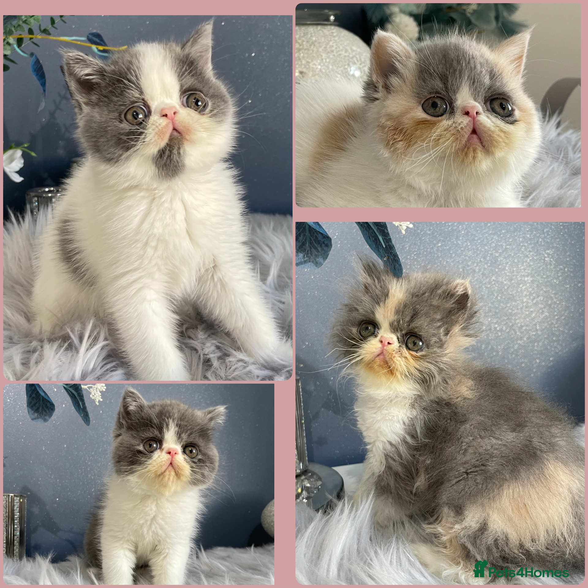 Exotic cats 🔥GCCF EXOTIC KITTENS READY DECEMBER  **  - Advert 1