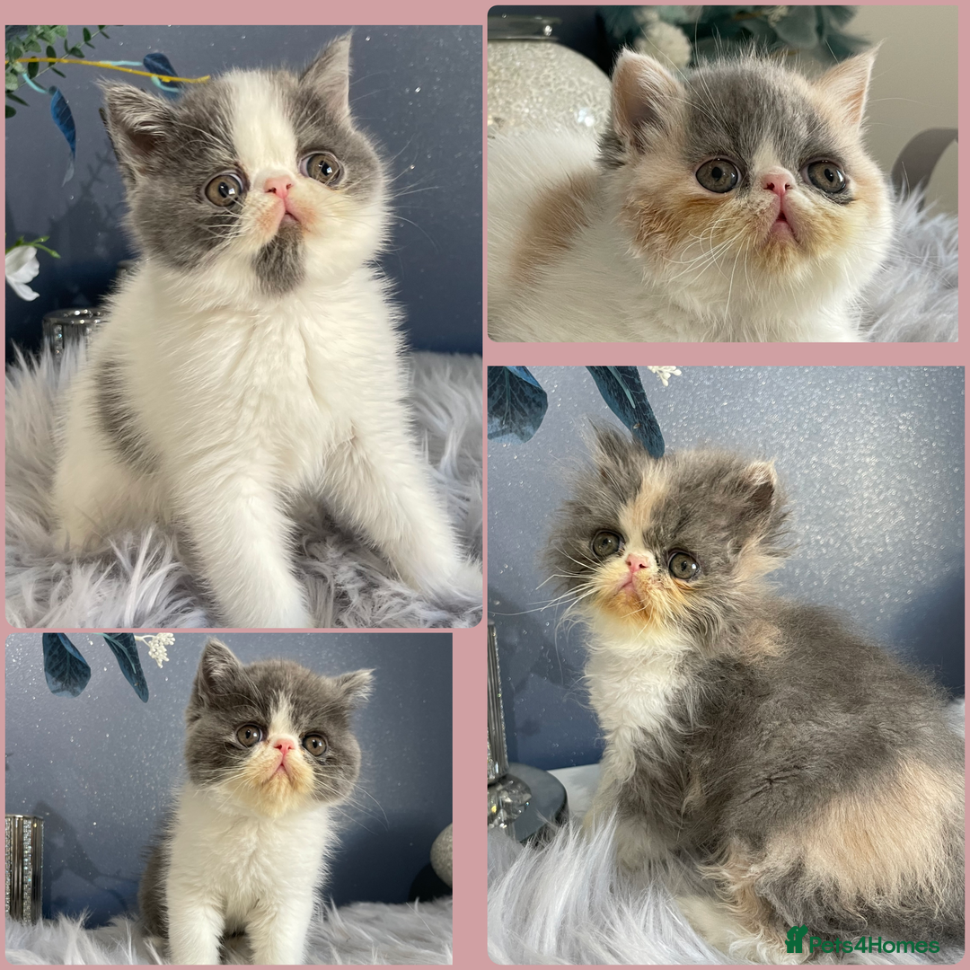 Exotic cats for sale: 🔥GCCF EXOTIC KITTENS READY DECEMBER  **  - Advert 1