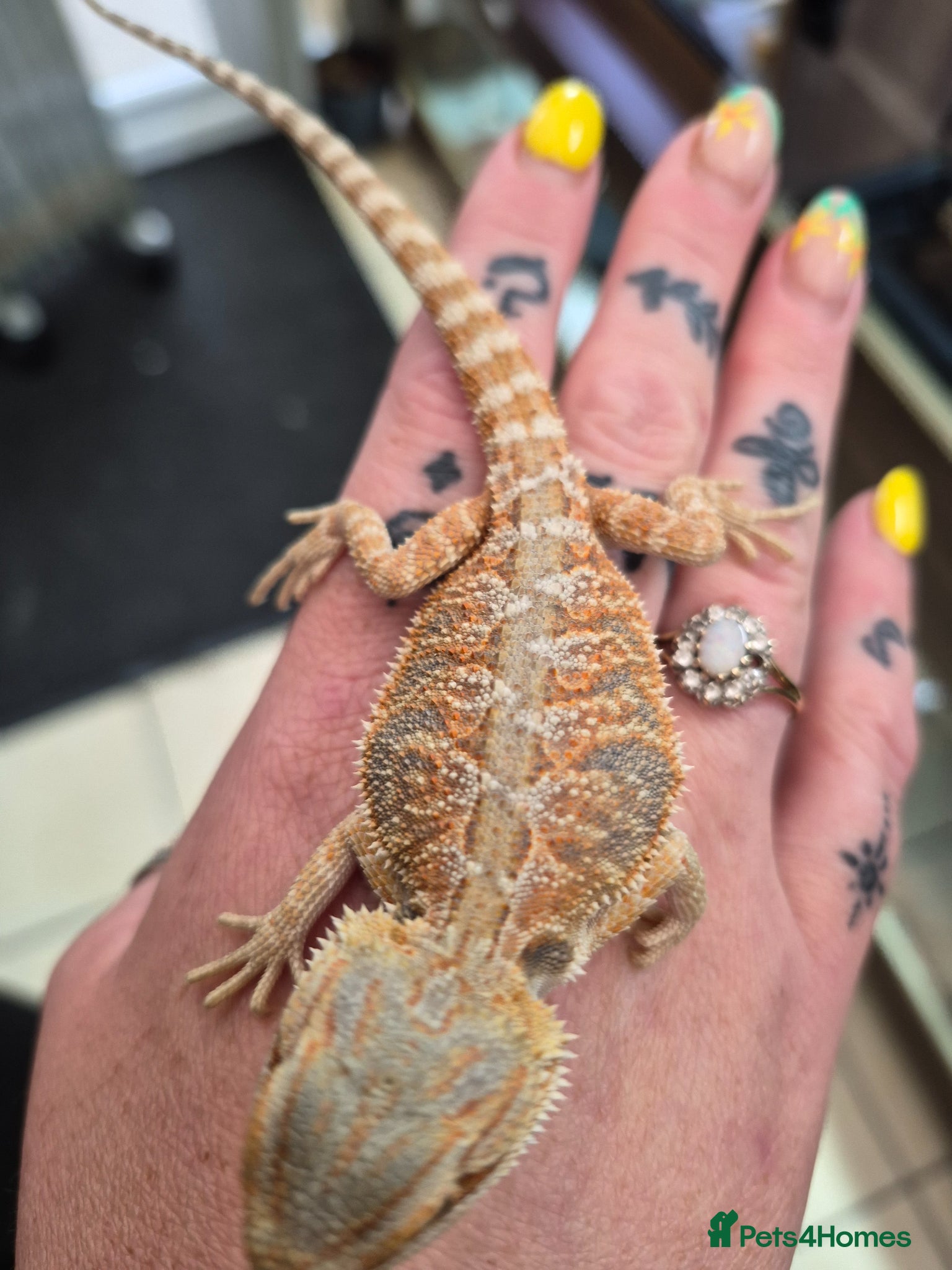Bearded Dragon reptiles Red monster x hypo bearded dragons - Advert 3