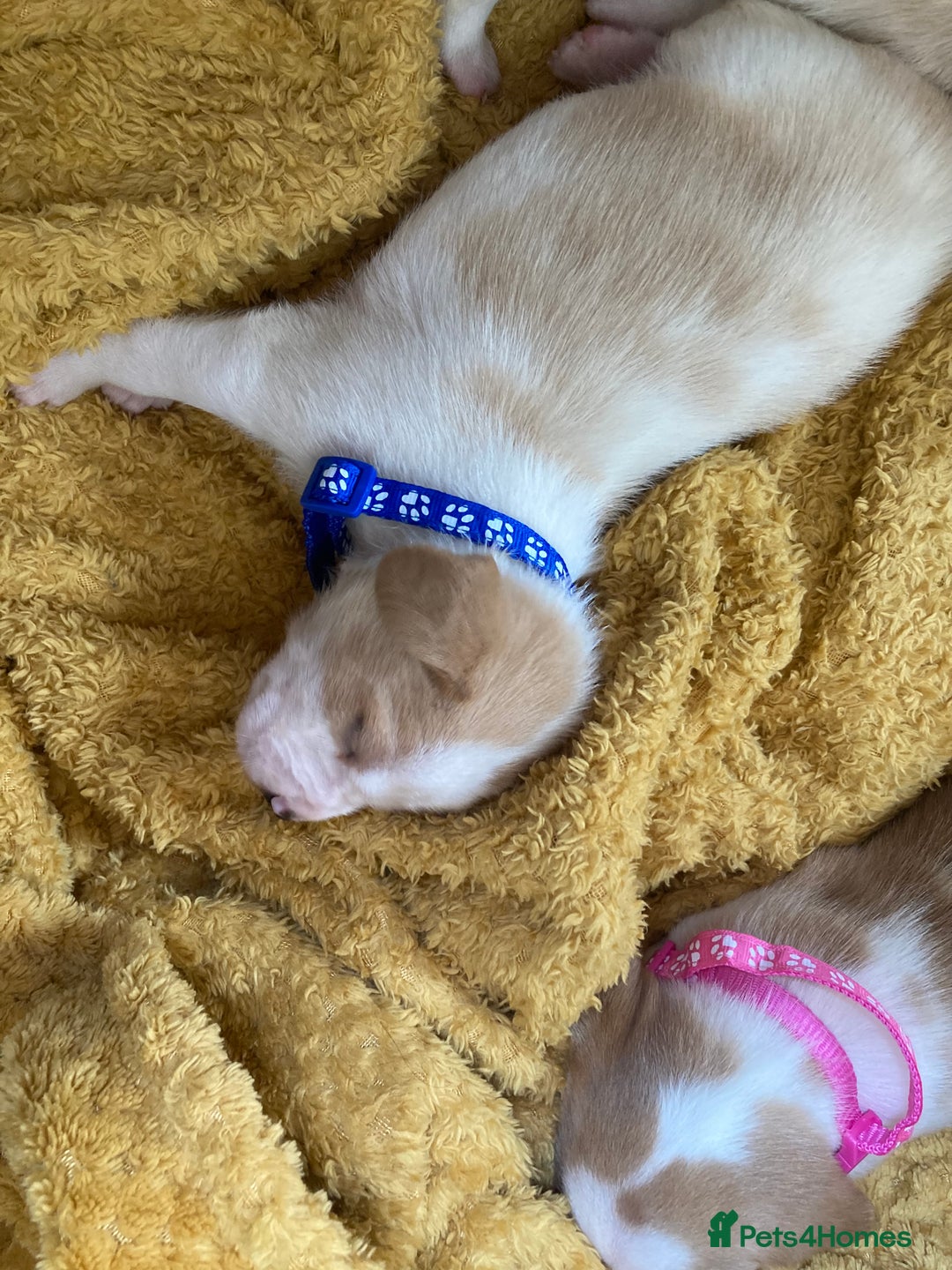 Beagle dogs for sale: Beautiful pedigree beagle pups - Image 13