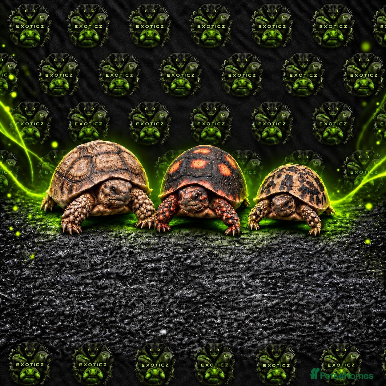 Tortoise reptiles 🐢 Tortoise Babies 🐢 - Advert 1