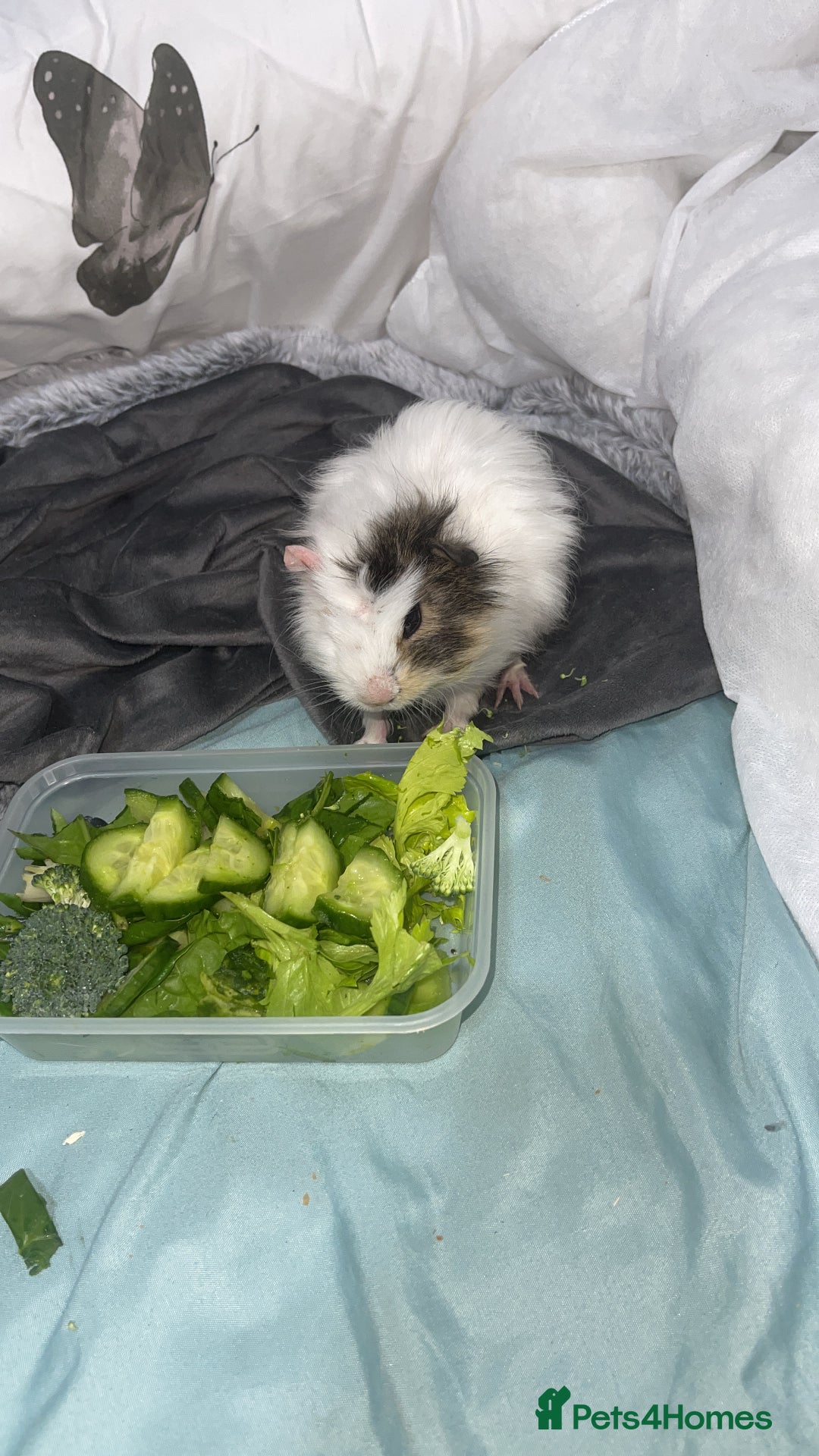 Guinea Pig rodents for sale: Cookie - Advert 3