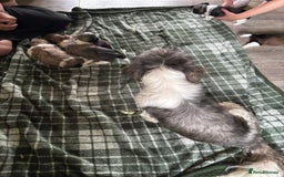 Lhasa Apso dogs for sale: 6 beautiful Lhasa Apso puppies - Image 11