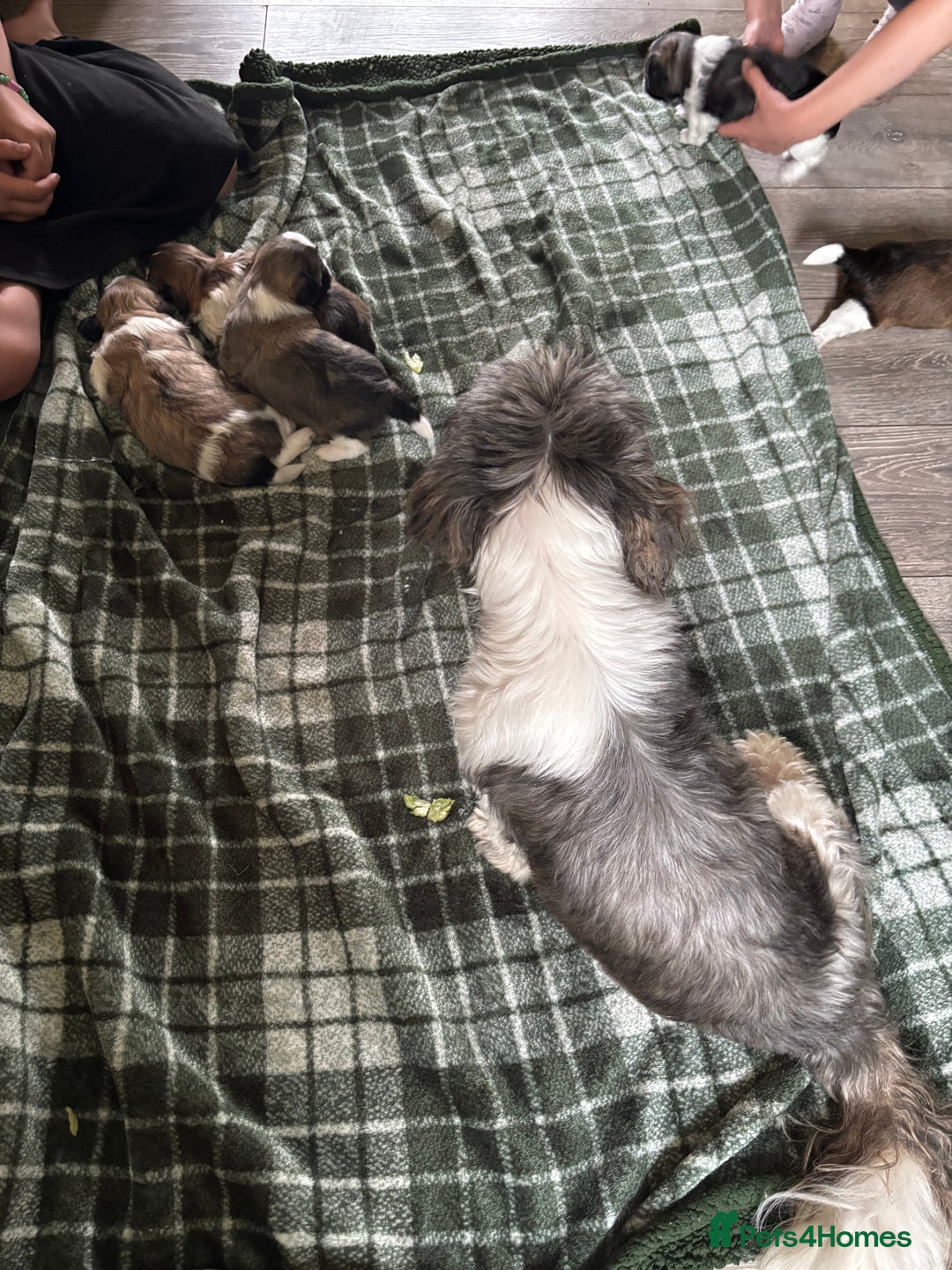 Lhasa Apso dogs for sale: 6 beautiful Lhasa Apso puppies - Image 11