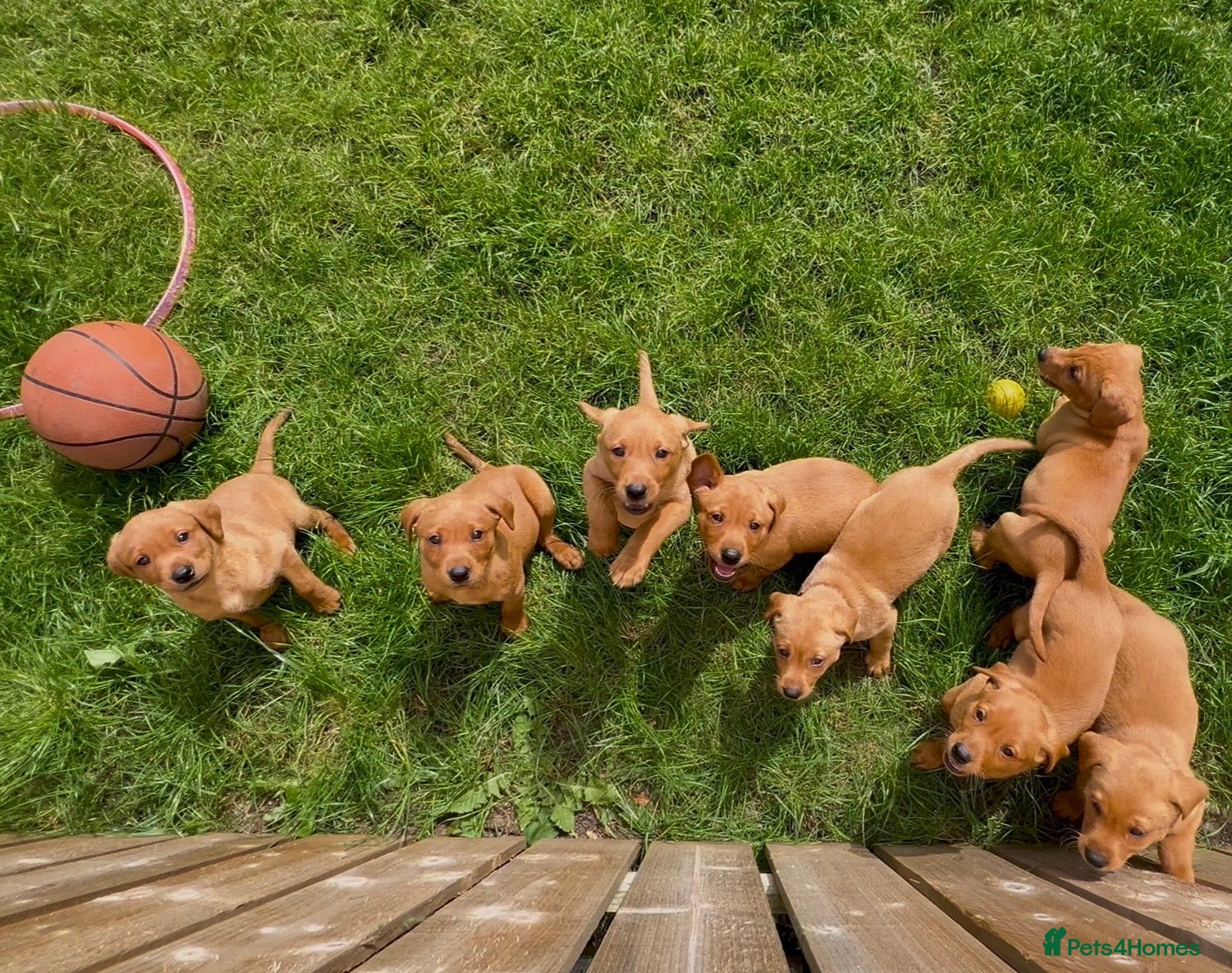 Labrador Retriever dogs KC Reg Fox Red Labrador Pups  - Advert 1