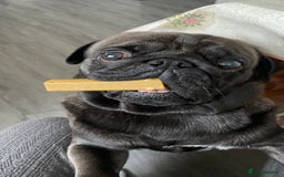 Pug dogs for sale: Platinum Adult Male Pug - Advert 11