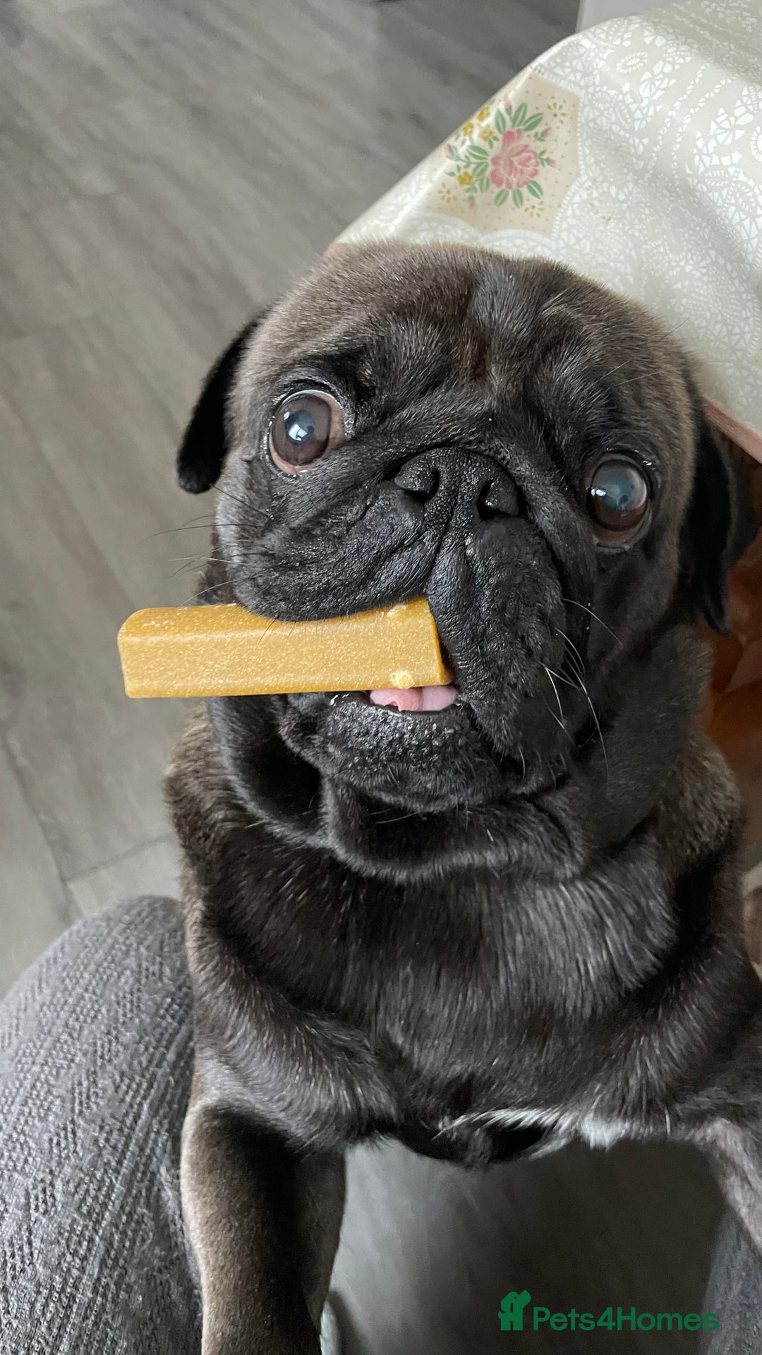 Pug dogs for sale: Platinum Adult Male Pug - Advert 11