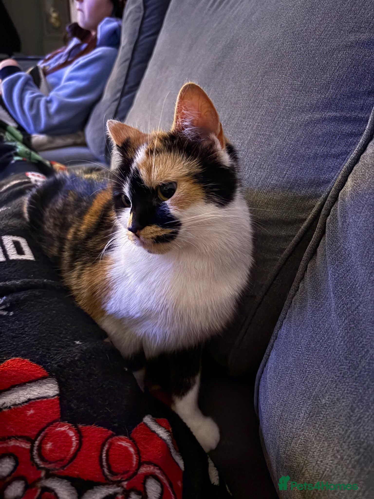 Mixed Breed cats Female Calico Cat - Advert 1