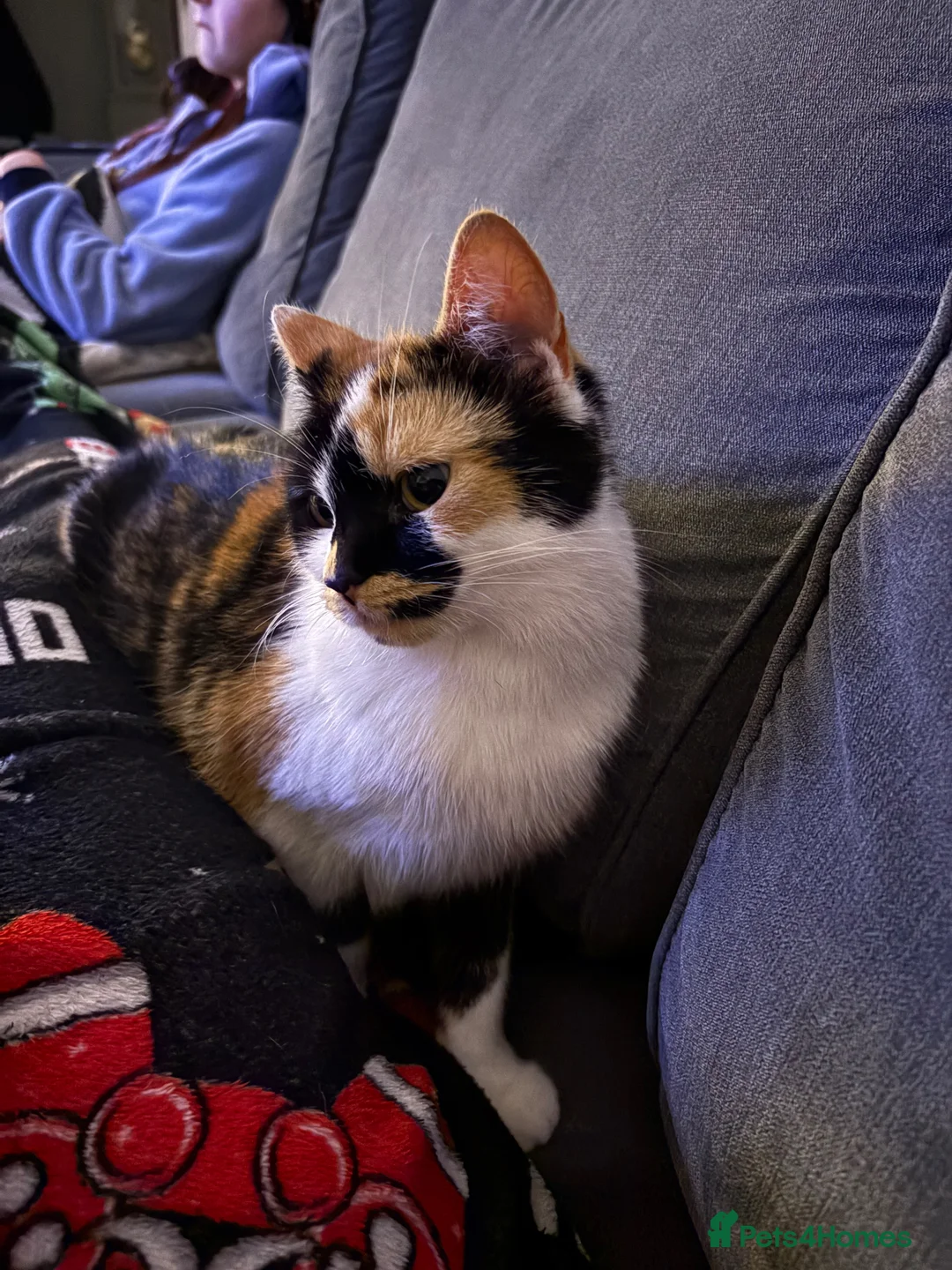 Mixed Breed cats for sale: Female Calico Cat in Leicester - Advert 1