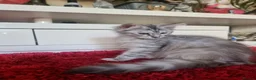 Maine Coon cats for sale: Beautiful Maine Coon Kittens READY TO LEAVE - Advert 13