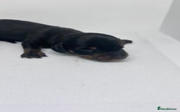 Miniature Dachshund dogs for sale: Miniature Dachshund - 1 Black and tan girl left - Image 21