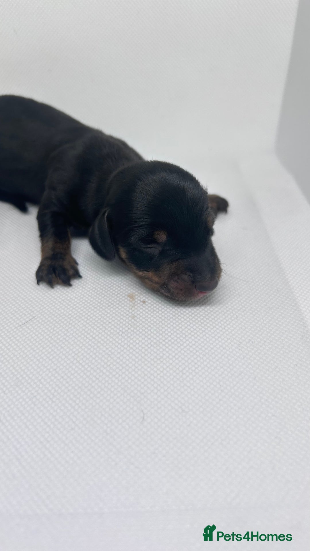 Miniature Dachshund dogs for sale: Miniature Dachshund - 1 Black and tan girl left - Image 21