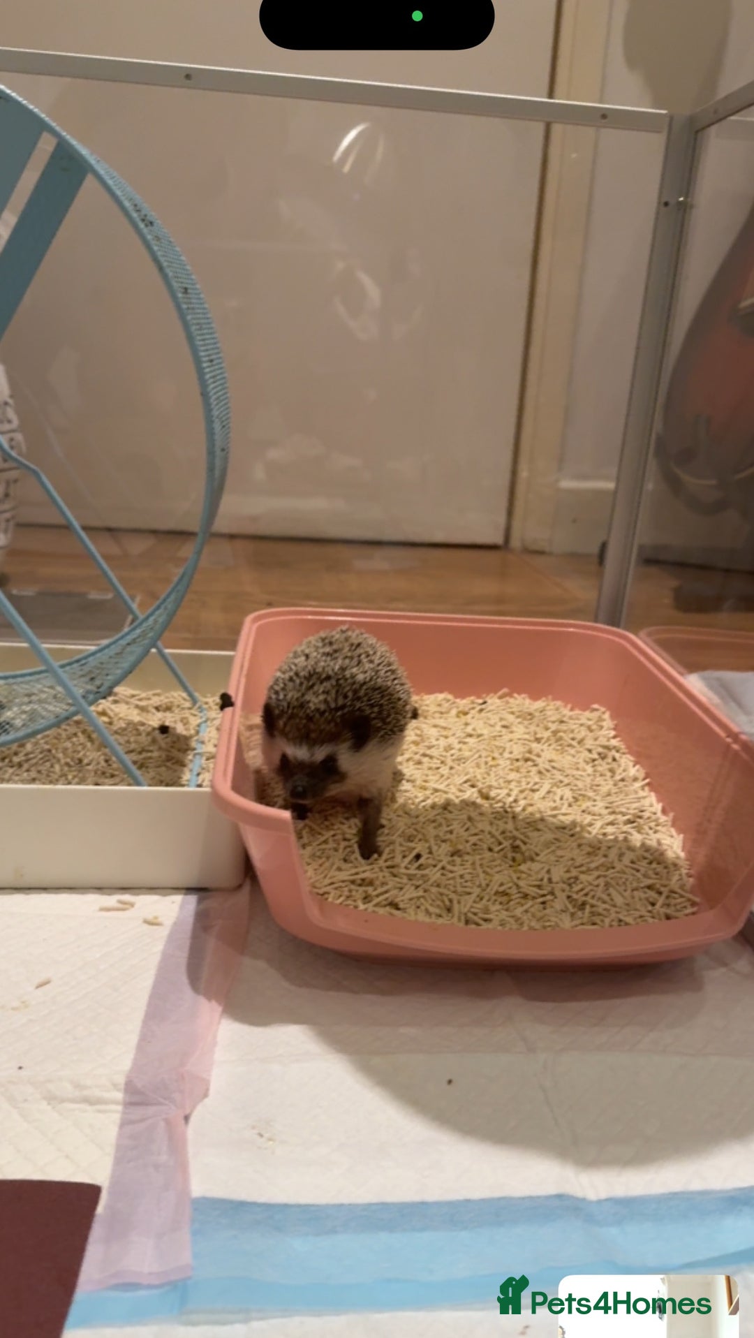 Pygmy Hedgehog rodents for sale: Male Black African Pygmy Hedgehog - Advert 7