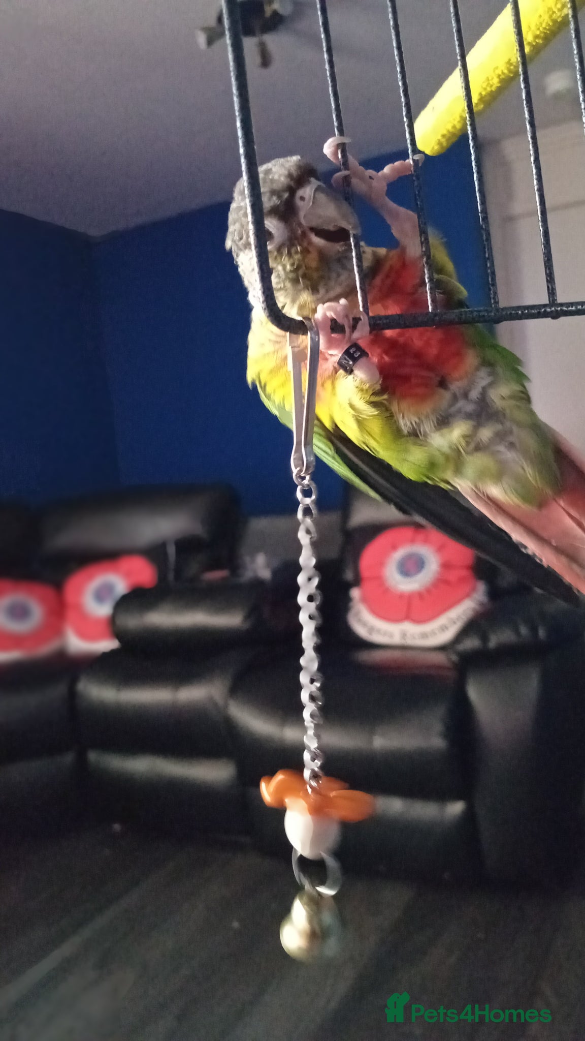 Conures birds Hand tamed conure and cage for sale - Advert 2