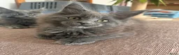 Maine Coon cats for sale: Stunning Pedigree Maine Coon Kittens - Advert 8
