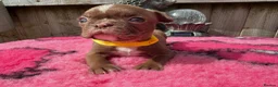 Boston Terrier dogs for sale: KC Registered Boston Terrier pups  - Advert 30
