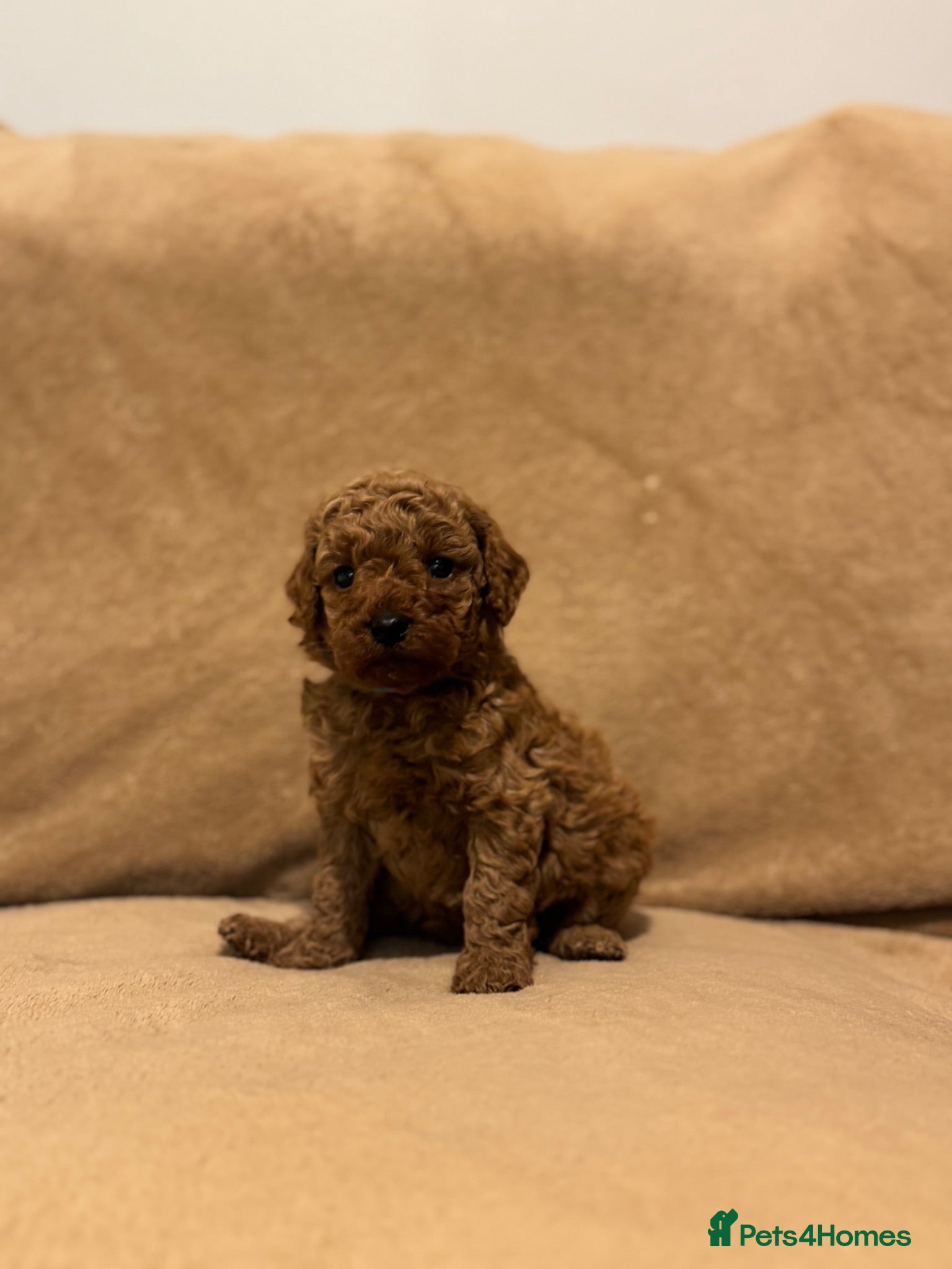 Miniature Poodle dogs READY TO LEAVE NOW!  - Advert 1
