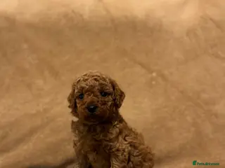 Miniature Poodle dogs READY TO LEAVE NOW! - Advert 1