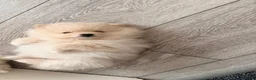 Pomeranian dogs for sale: 🌟 Luxury Pomeranian Puppies 🌟  - Advert 10