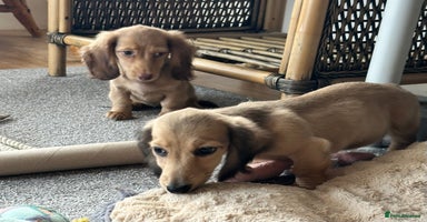 Miniature Dachshund dogs - Advert 11