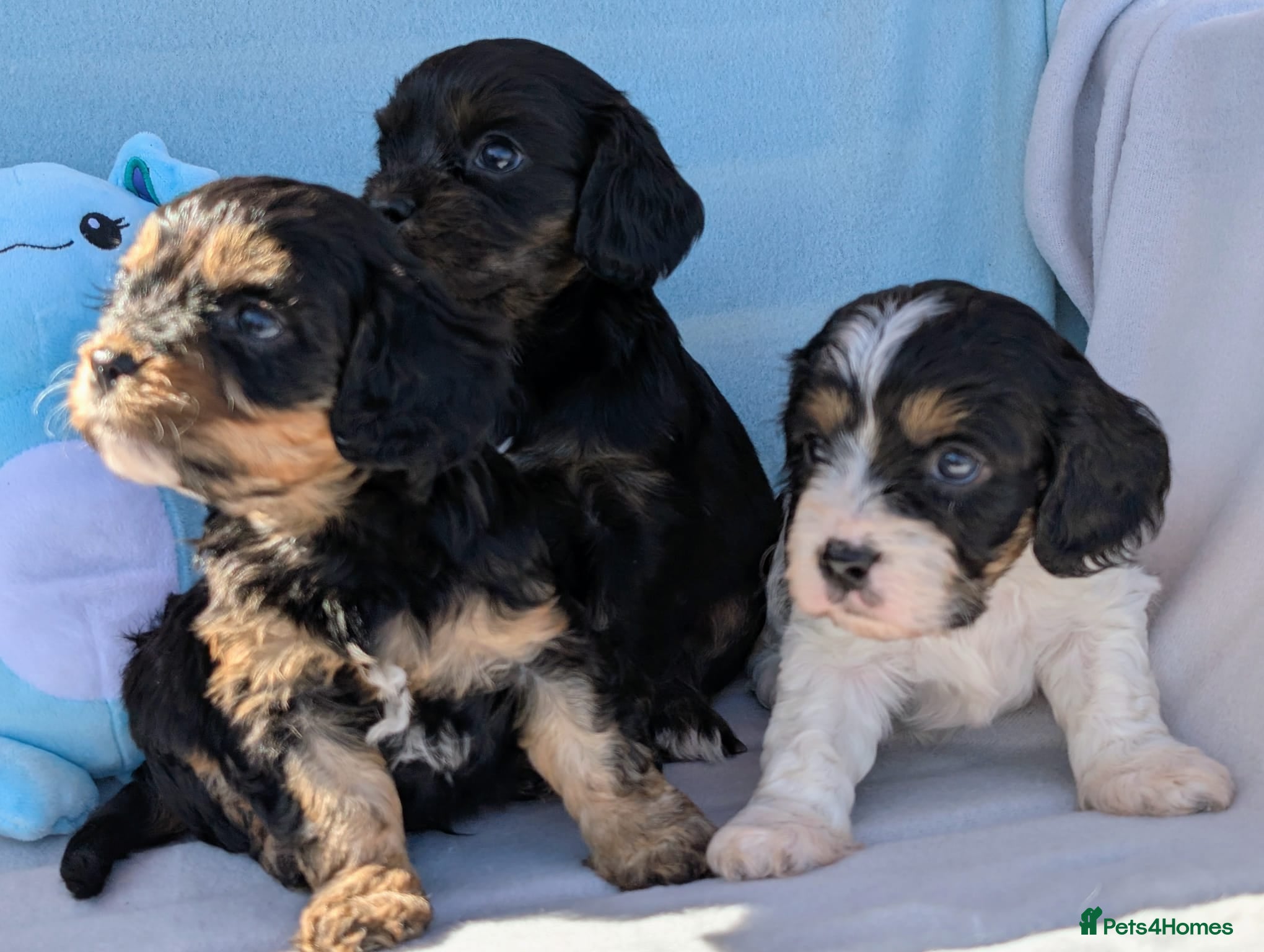 Cavapoo dogs Pretty CAVAPOO pups. Health tested parents - Advert 1