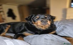 Rottweiler dogs for sale: Old fashioned big rottweiler pups  - Image 8
