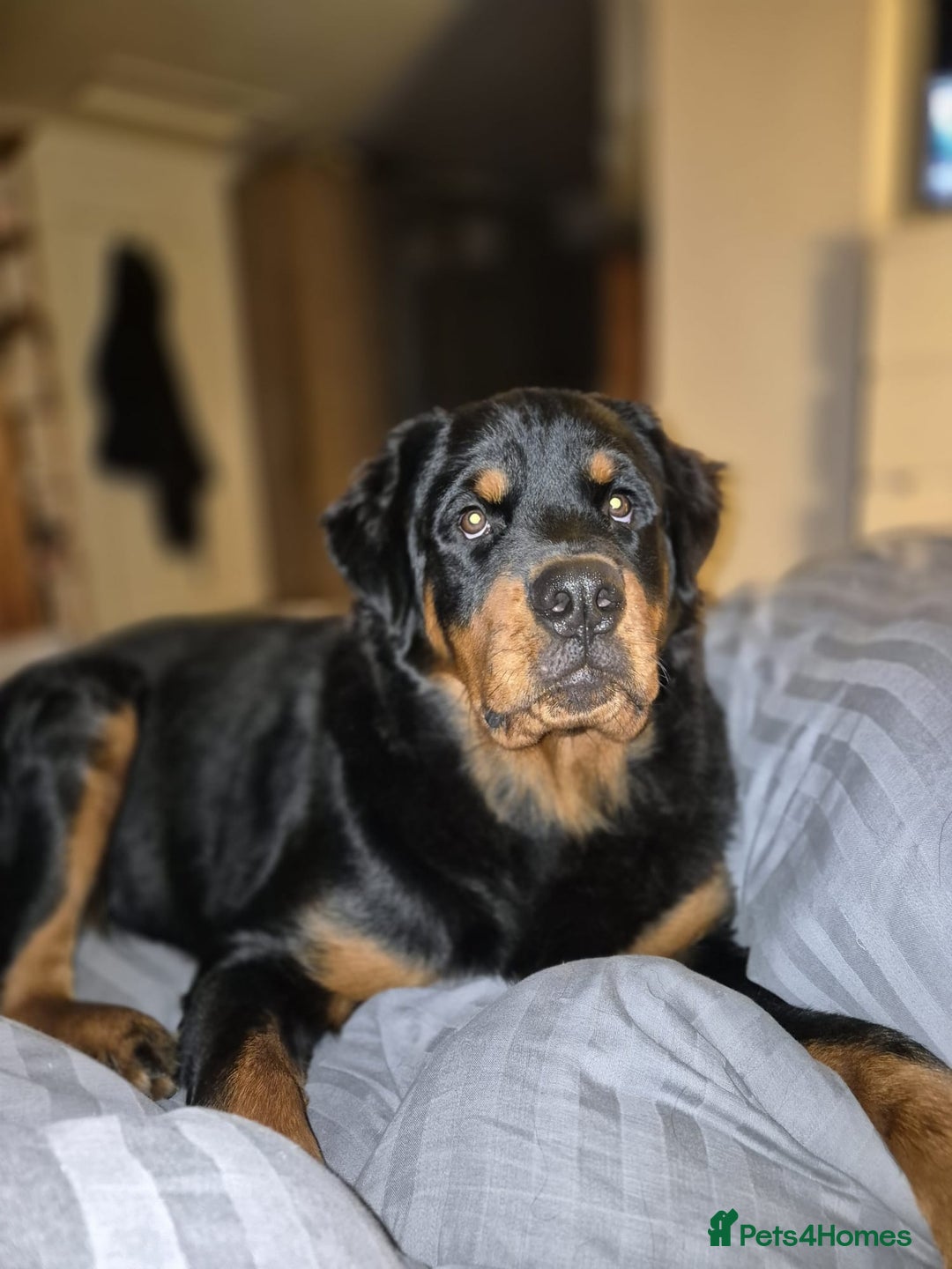Rottweiler dogs for sale: Old fashioned big rottweiler pups  - Image 8