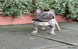 French Bulldog dogs for stud: Amazing merle male for stud - Image 4