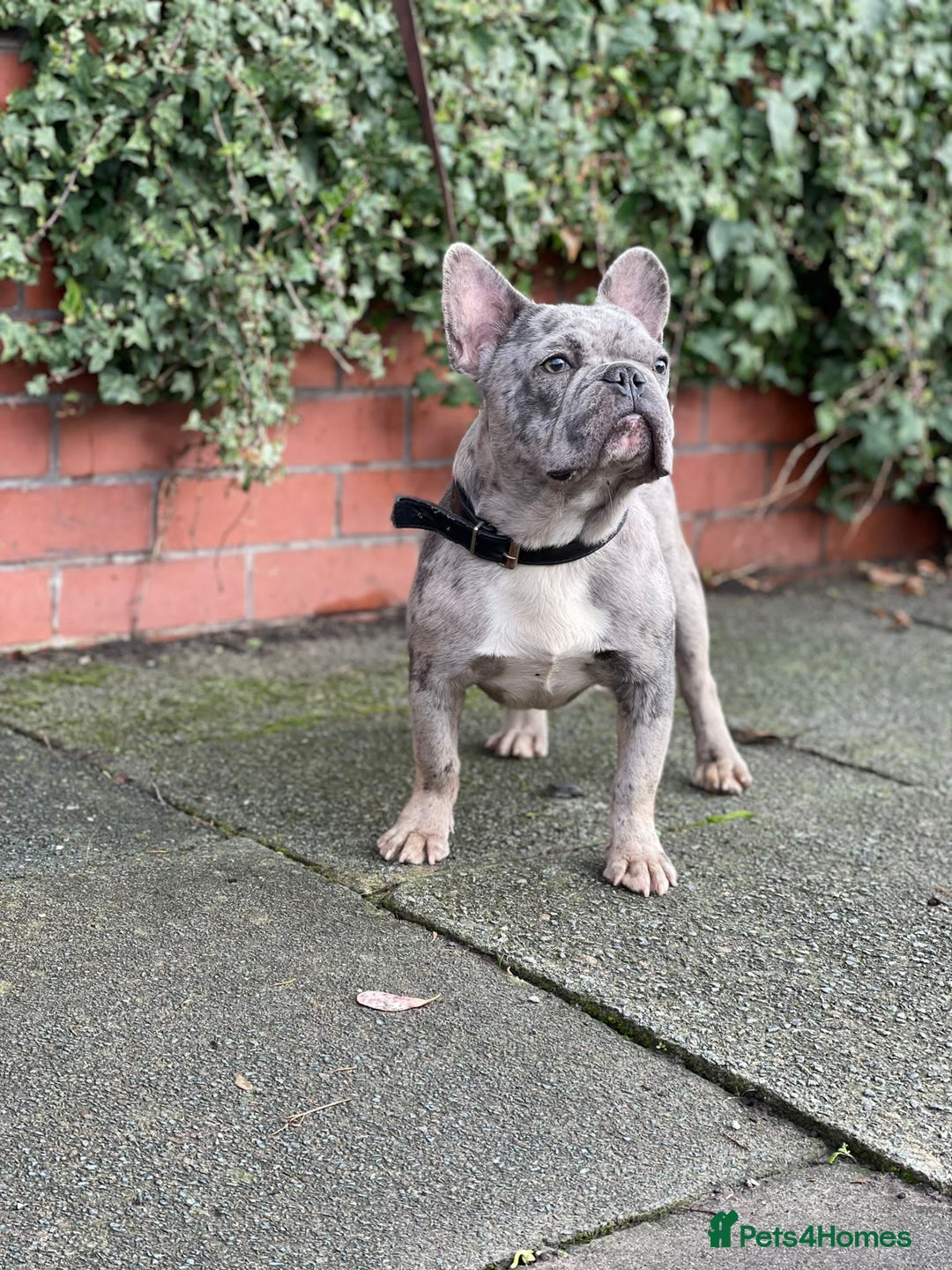 French Bulldog dogs for stud: Amazing merle male for stud - Image 4