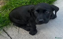 Labrador Retriever dogs for sale: Beautiful lab female puppy  - Image 7