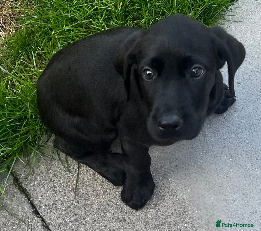 Labrador Retriever dogs for sale: Beautiful lab female puppy  - Image 7