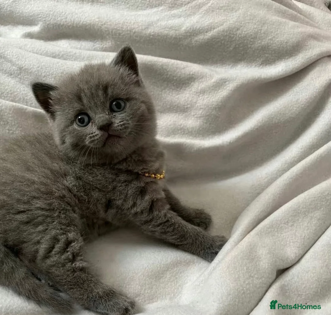 British Shorthair cats for sale: BSH BLUE KITTEN 🩷🩷💜💜 ((OPEN TO OFFERS)) - Advert 2