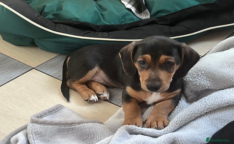 Mixed Breed dogs - Advert 2