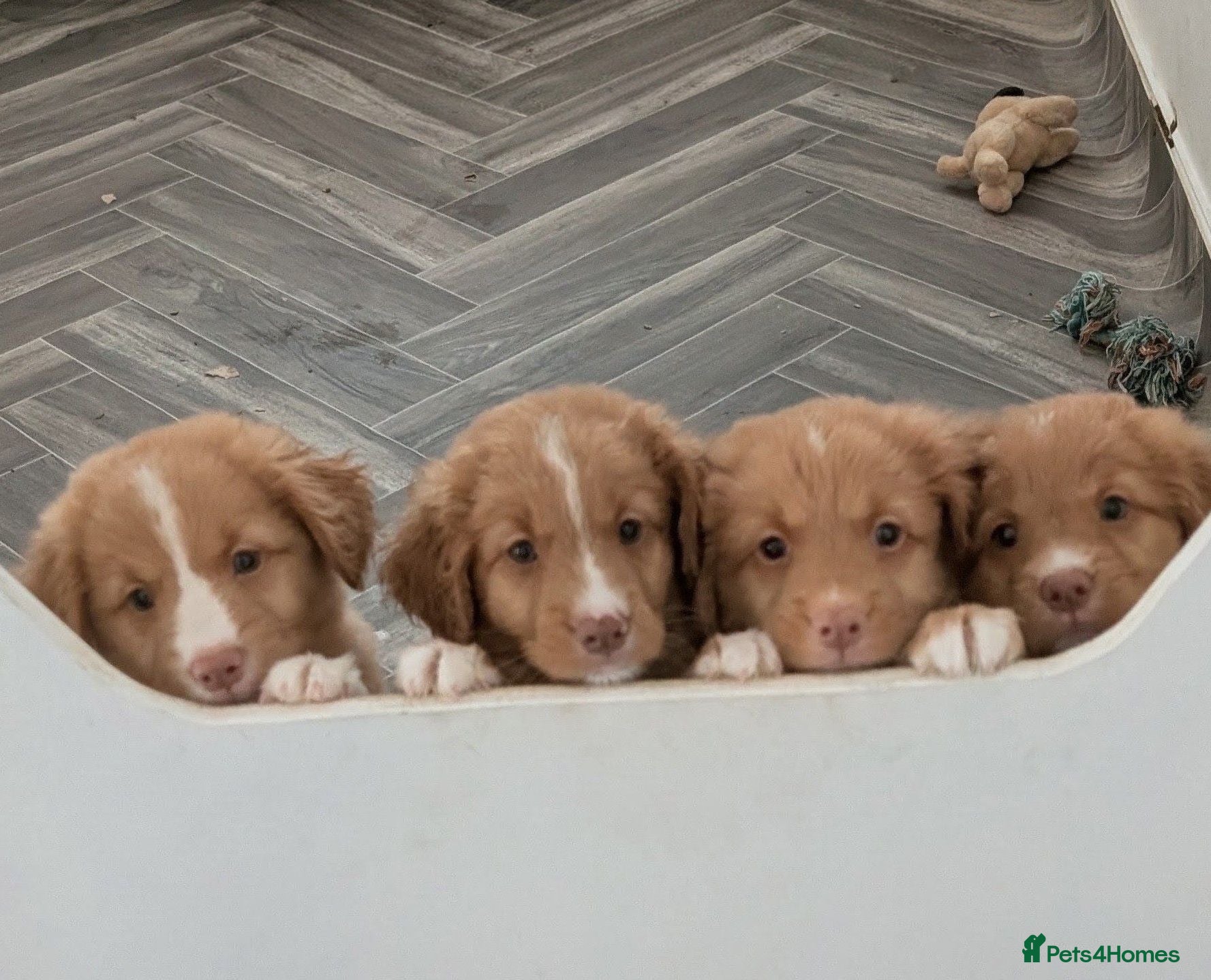 Nova Scotia Duck Tolling Retriever dogs Male NSDTR puppy - Advert 16