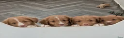 Nova Scotia Duck Tolling Retriever dogs for sale: Male NSDTR puppy in Choppington - Advert 1