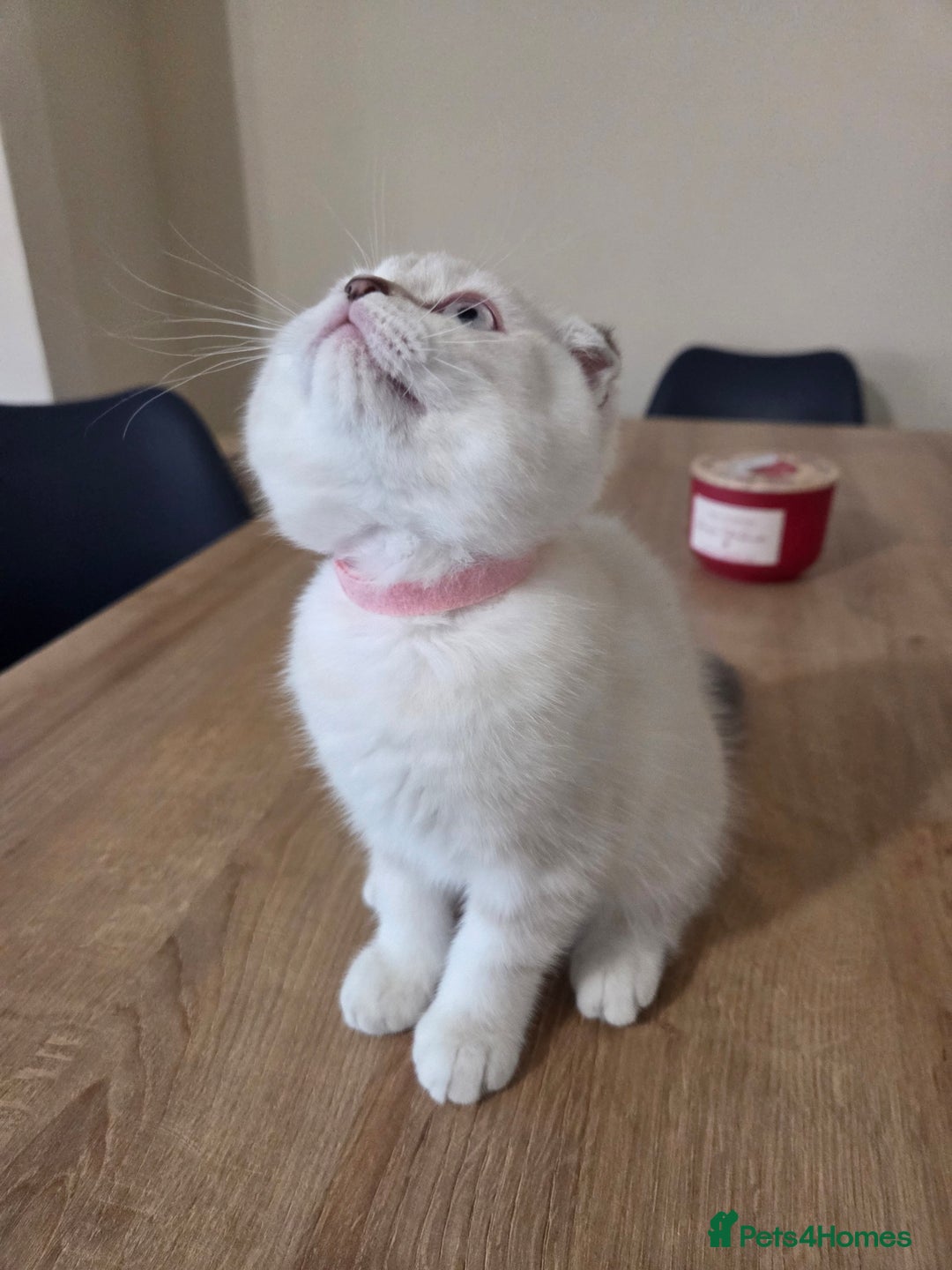 Scottish Fold cats for sale: Scottish Fold Kitten Female Ready To Be Collected  - Advert 5