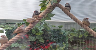 Finches birds - Advert 7