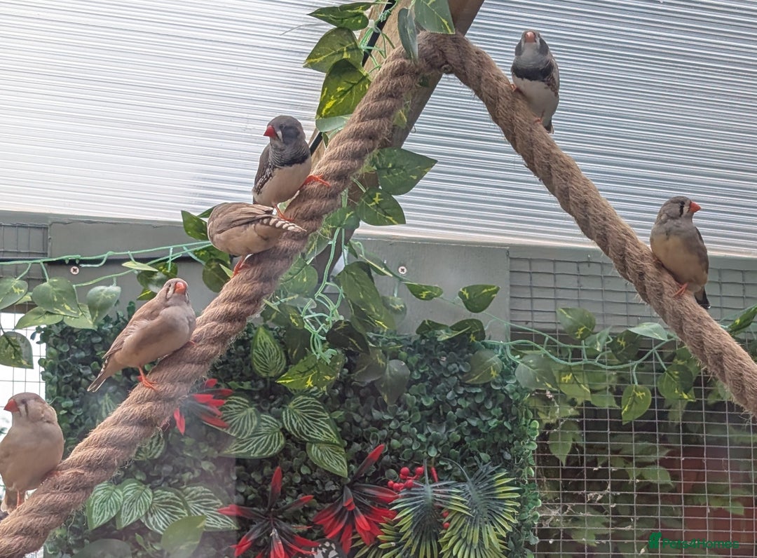 Finches birds for sale: Zebra Finches For Sale  - Image 3