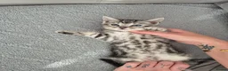 Mixed Breed cats for sale: Mixed bengal kittens - Advert 26