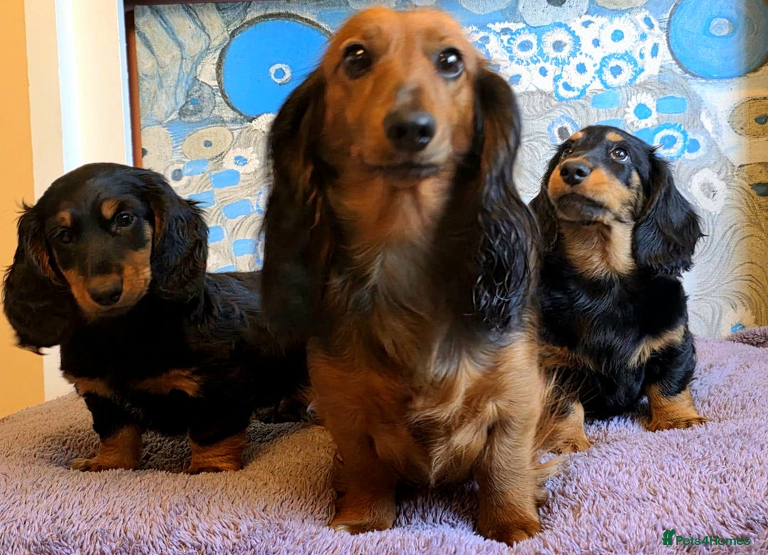 Dachshund dogs for sale: Long haired dachshund black and tan in Huddersfield - Image 18