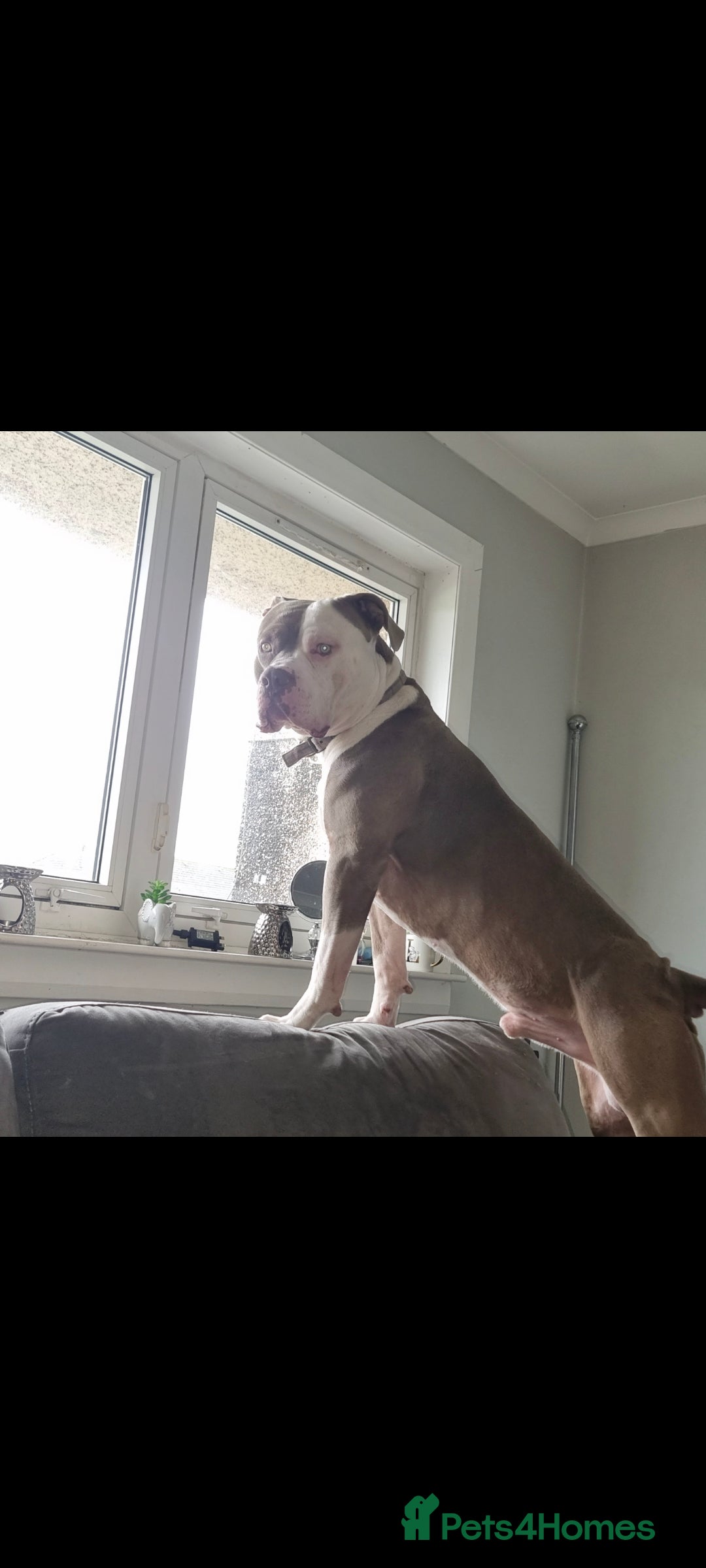 American Bulldog dogs for stud: 2 year old American Bulldog for stud - Advert 1