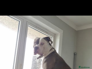 American Bulldog dogs 2 year old American Bulldog for stud - Advert 1