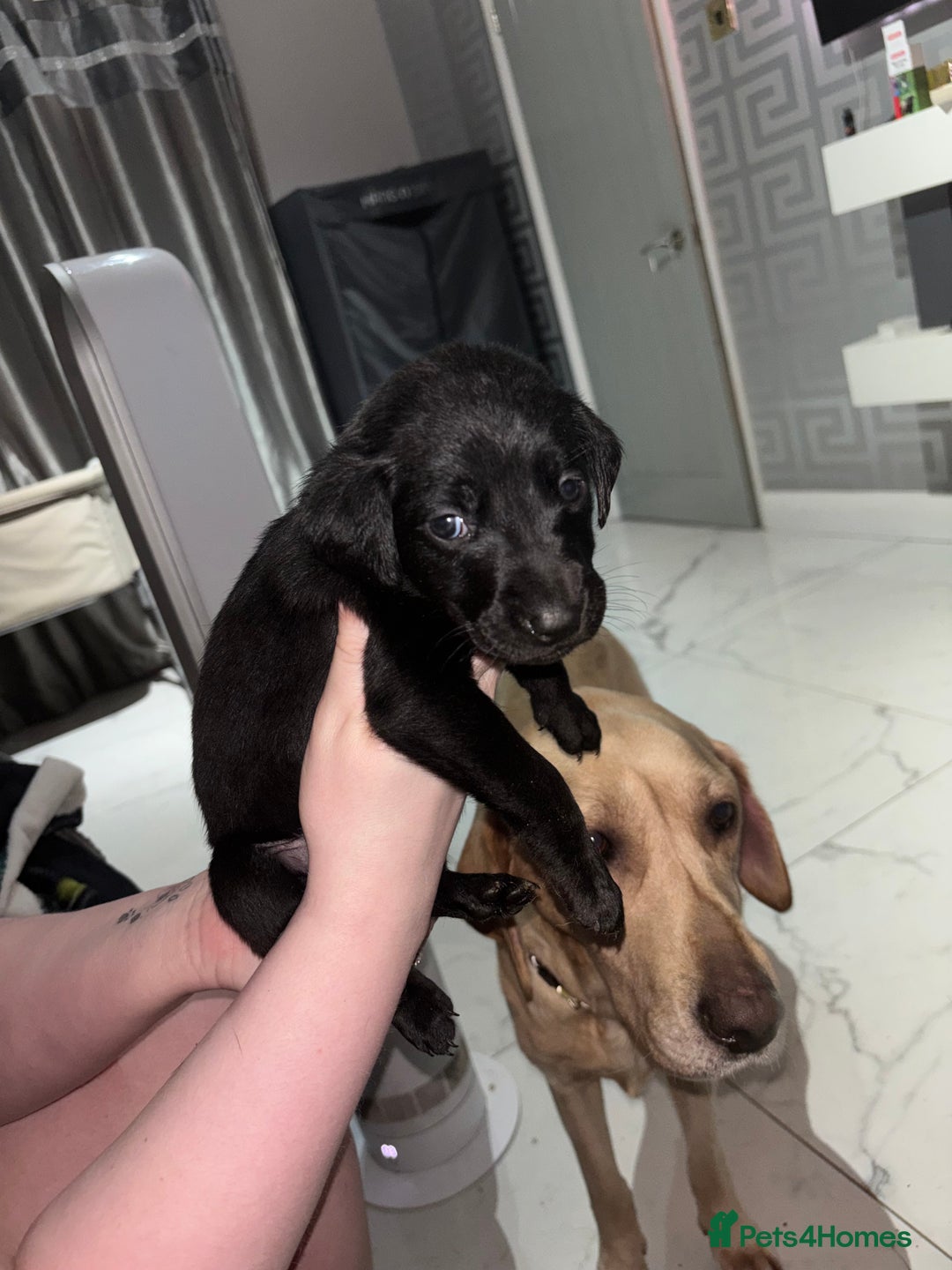 Labrador Retriever dogs for sale: 3 black labs  - Advert 2