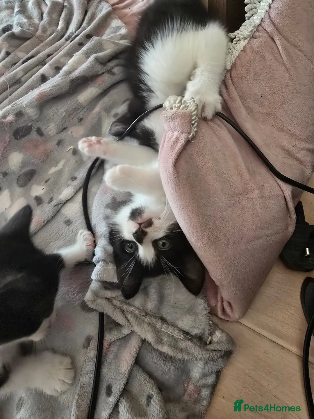 Mixed Breed cats for sale: Black and white kittens - Advert 2