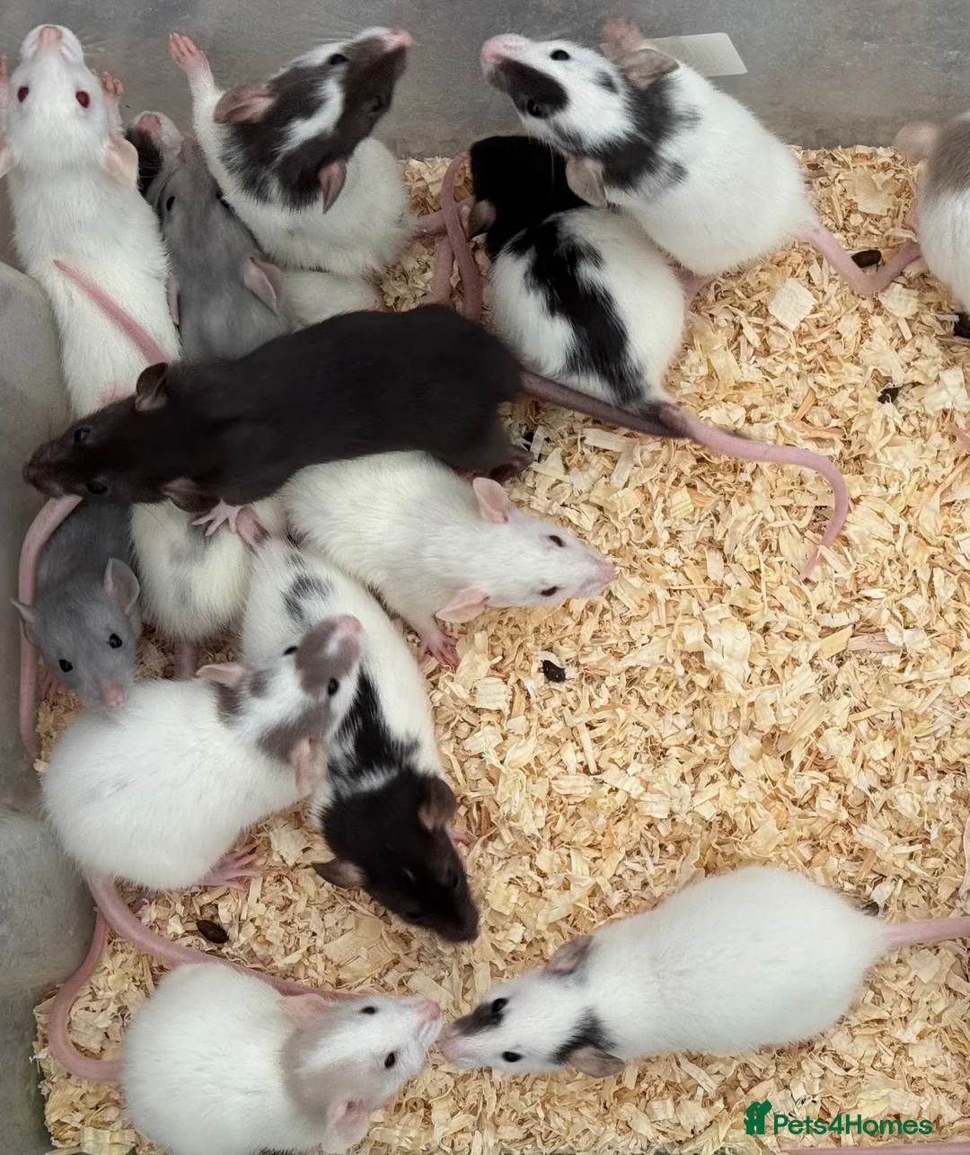 Rat rodents for sale: Baby Dumbo Rats FOR SALE - Advert 3