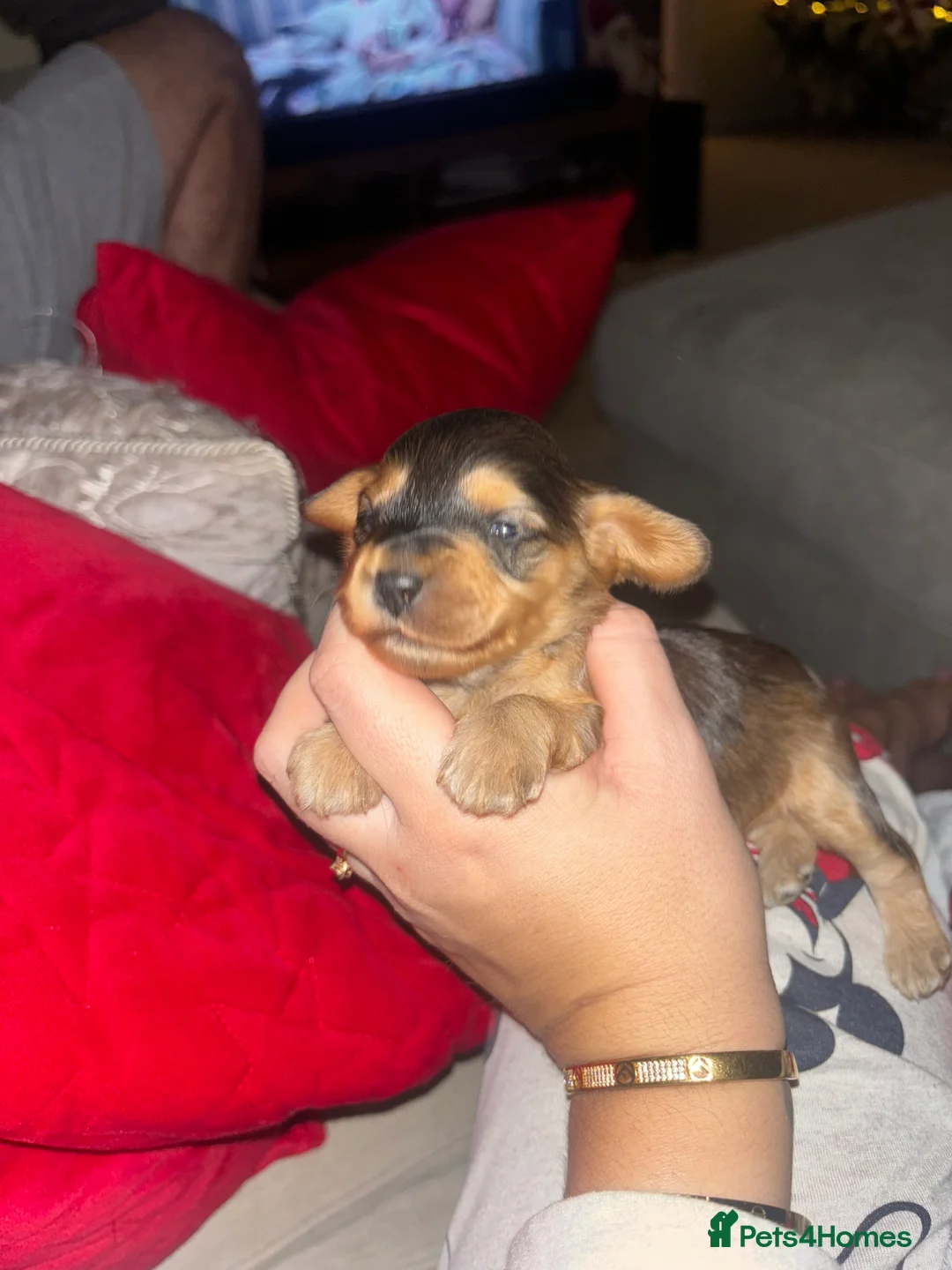 Cockapoo dogs for sale: All puppies have been reserved   - Advert 17